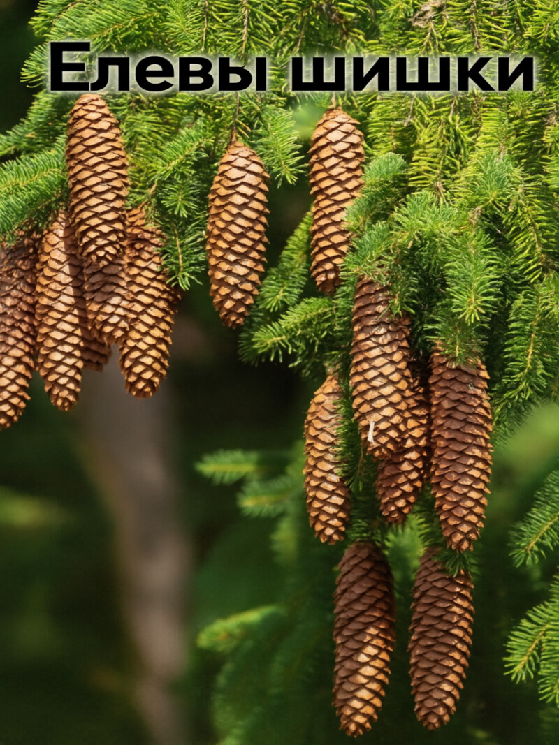 Дорогие шишки – русская народная аудиосказка