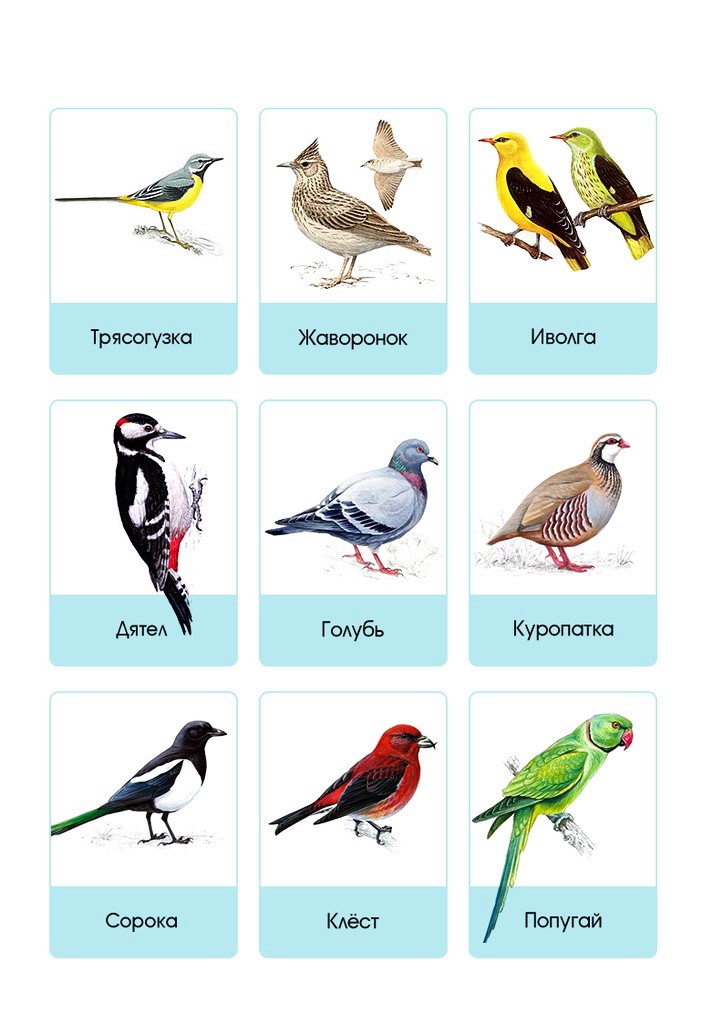Карточки Птицы - Фотографии с названиями | Мишкины книжки