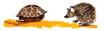 Четыре лапы влажный нос дзен. Еж и черепашка. Еж и черепаха фото. Черепаха и Ежик поменялись шкурками.
