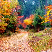 Мыв лесу гуляли - песня про осень