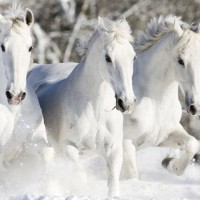 Три белых коня - песня из советского фильма