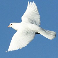 Птицы белые - песня ко Дню победы