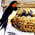 Как птицы учились строить гнёзда
