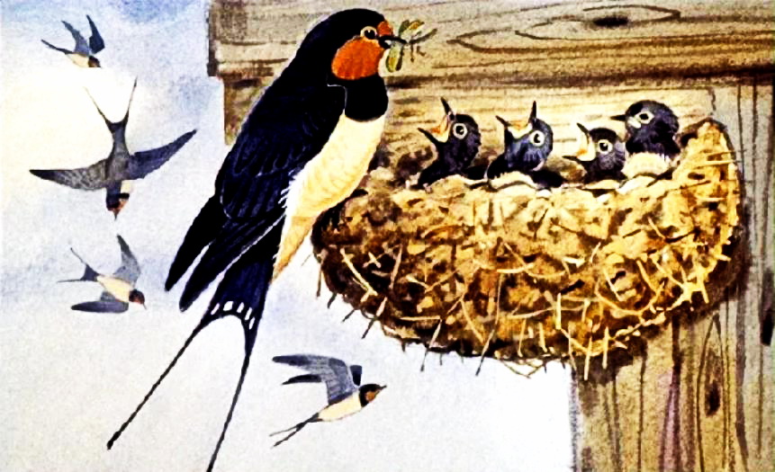 Как птицы учились строить гнёзда