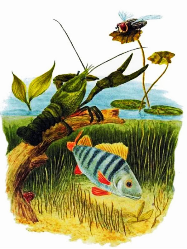 Хвосты – Бианки В.В.&nbsp;(аудиоверсия)