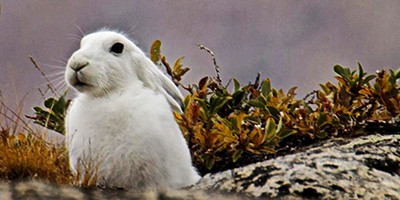 Как я хотел зайцу соли на хвост насыпать