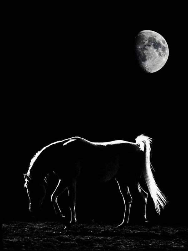 Хозяин — Толстой А.Н.&nbsp;(аудиоверсия)