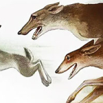 Джек — боевой конек