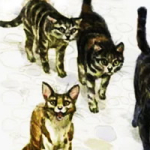 Королевская Аналостанка