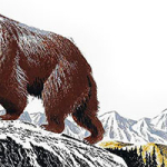 Жизнь серого медведя