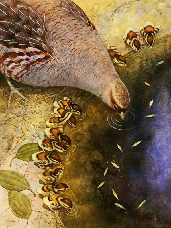 Аудиорассказ «Красношейка»