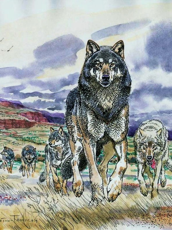 Аудиорассказ «Лобо Эрнест Сетон-Томпсон»