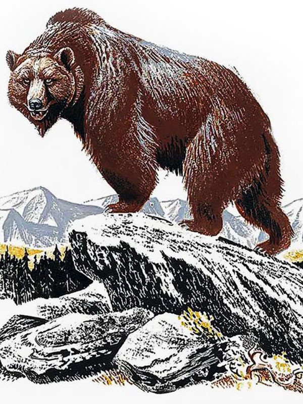 Аудиорассказ «Жизнь серого медведя»