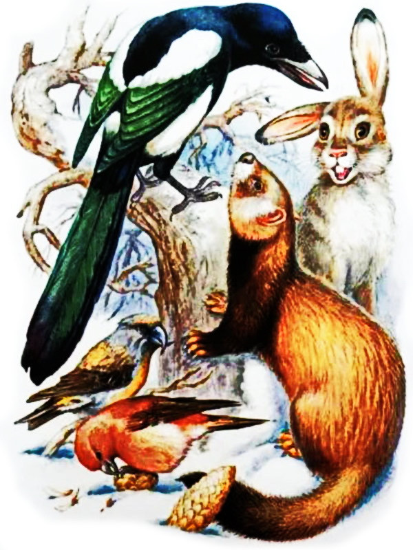 Аудиосказка «Бюро лесных услуг»