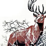 По следам оленя