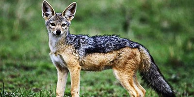 Аудиорассказ Тито