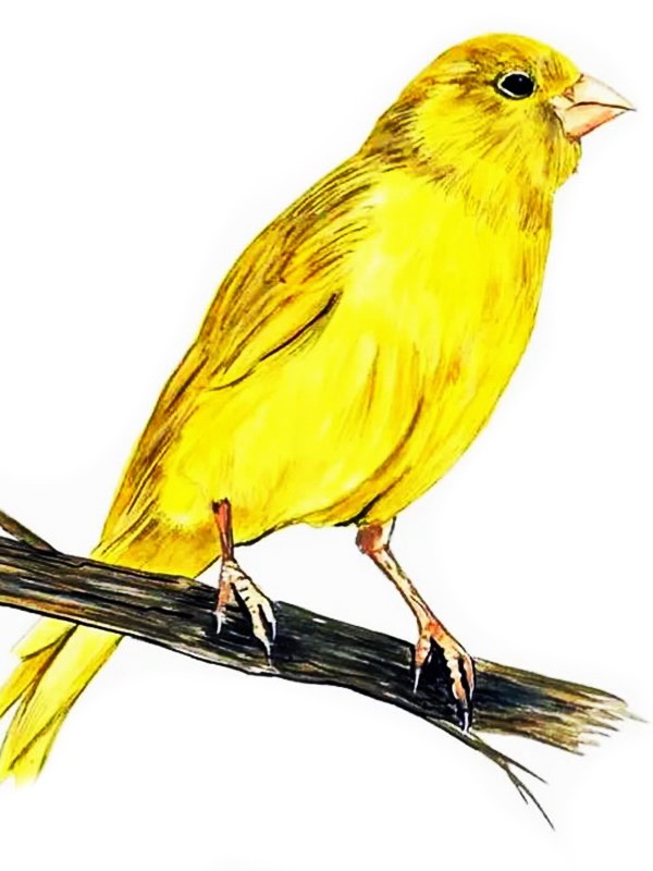 Аудиорассказ «Музыкальная канарейка»