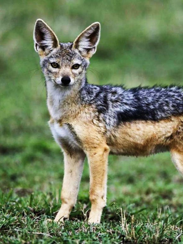 Аудиорассказ «Тито»