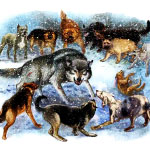 Виннипегский волк