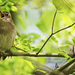 Песня Соловья